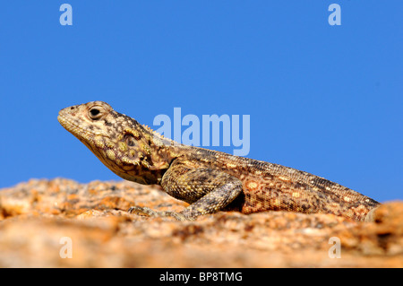 Hündin von Southern Rock Agama, Agama atra, Suidelike Rotskoggelmander, Namaqualand, Südafrika Stockfoto