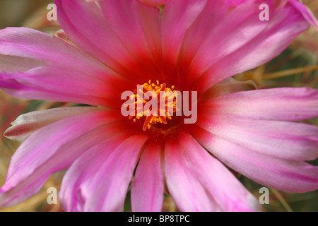 Rosa Thelocactus bicolor Blume Nahaufnahme Stockfoto