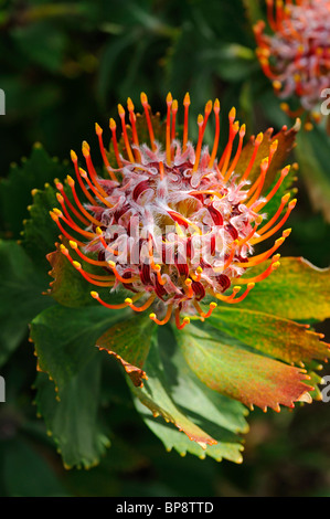 Leucospermum Glabrum, Cape Floral Kingdom, Südafrika Stockfoto