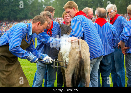 Outdoor-Foto, Frühling, Fang Wildpferde im Merfelder Bruch in der Nähe von Dülmen, Münsterland, Nordrhein-Westfalen, Deutschland Stockfoto