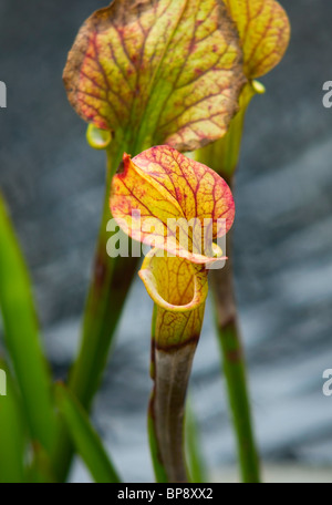 SARRACENIA X MOOREI BROOKS HYBRID Stockfoto