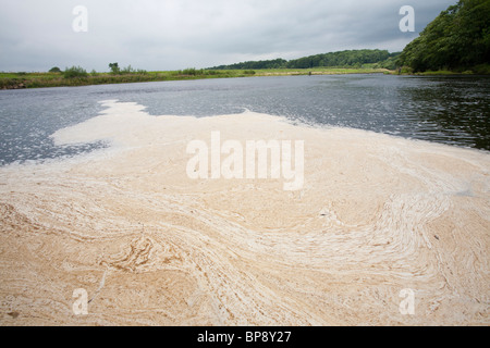 Schaum schwimmt auf dem Fluss Ribble in der Nähe von Clitheroe, Lancashire, UK. Stockfoto