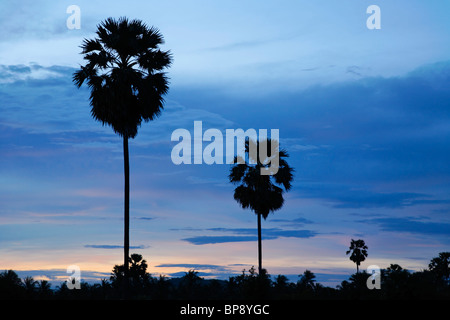 Palmen in der Dämmerung, Thailand Stockfoto