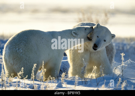 Eisbären spielen, Ursus Maritimus, Churchill, Kanada Stockfoto