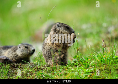 Alpen-Murmeltier (Marmota Marmota) Essen, Stubai, Stubaier Alpen, Tirol, Österreich Stockfoto