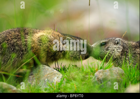 Zwei Alpine Murmeltiere (Marmota Marmota), Stubai, Stubaier Alpen, Tirol, Österreich Stockfoto