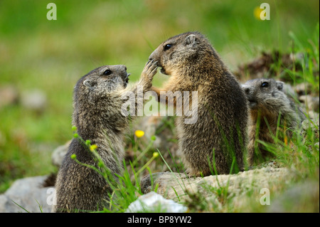 Drei alpinen Murmeltiere (Marmota Marmota), Stubai, Stubaier Alpen, Tirol, Österreich Stockfoto