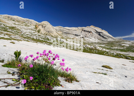 Meer Rosa (Armeria), Zehnder, Naturpark Fanes-Sennes-Prags, Dolomiten, Trentino-Alto Adige/Südtirol, Italien Stockfoto