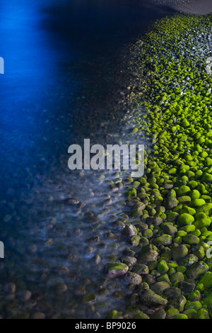 Algen bedeckt Kieselsteine am Strand in der Nacht, Ponta Do Sol, Madeira, Portugal Stockfoto