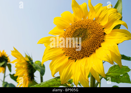 Eine Biene, die Fütterung auf große Sonnenblume unter blauem Himmel Stockfoto