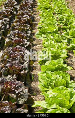 Salate im Gemüsebeet wachsen Stockfoto