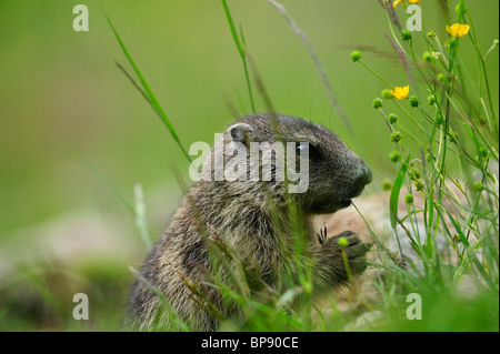 Alpen-Murmeltier (Marmota Marmota) Essen, Stubai, Stubaier Alpen, Tirol, Österreich Stockfoto