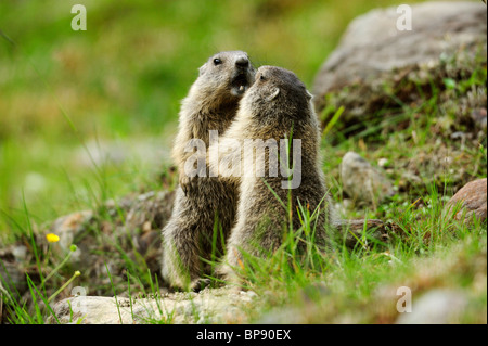 Zwei Alpine Murmeltiere (Marmota Marmota) kämpfen, Stubai, Stubaier Alpen, Tirol, Österreich Stockfoto