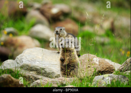 Zwei Alpine Murmeltiere (Marmota Marmota), Stubai, Stubaier Alpen, Tirol, Österreich Stockfoto