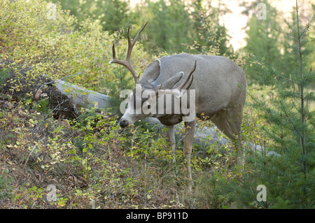 Maultierhirsch (Odocoileus Hemionus), Hirsch, Surfen. Stockfoto