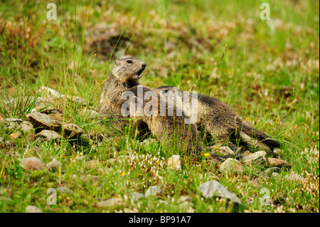 Drei alpinen Murmeltiere (Marmota Marmota), Stubai, Stubaier Alpen, Tirol, Österreich Stockfoto