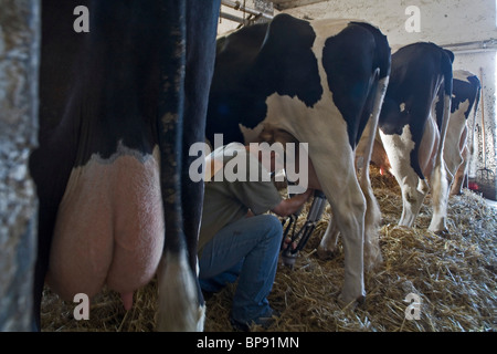 Euter, Melken, Milch Kühe im Stall, Hemme, Norddeutschland Stockfoto