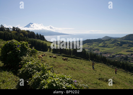 Cowboys in üppige Landschaft mit Insel Pico in die Ferne Insel Faial, Azoren, Portugal, Europa Stockfoto