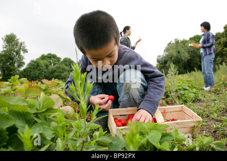 Junge (5 Jahre) pflückt Erdbeeren auf einem Feld, Leipzig, Sachsen, Deutschland Stockfoto