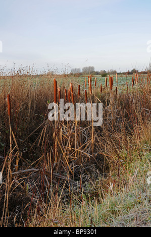 Winterlandschaft. Frost, Vegetation in Entwässerungsgraben, Reedmace, Ackerland Stockfoto