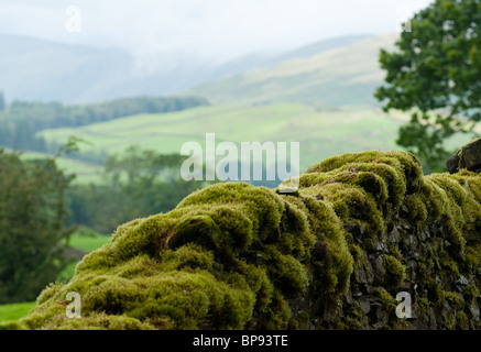 Ein Moos bedeckt Steinmauer im Lake District, UK, Stockfoto