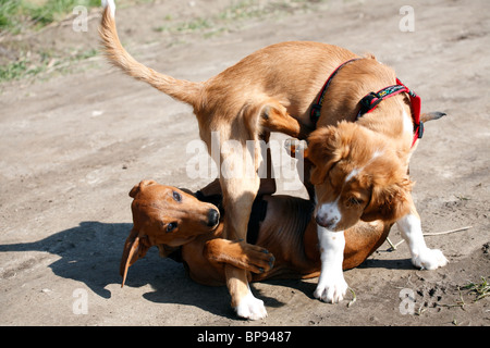 Zwei Welpen zusammen spielen Stockfoto