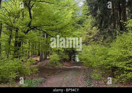 Wanderweg in den Deister-Hügeln in der Nähe von Hannover, Niedersachsen, Norddeutschland Stockfoto