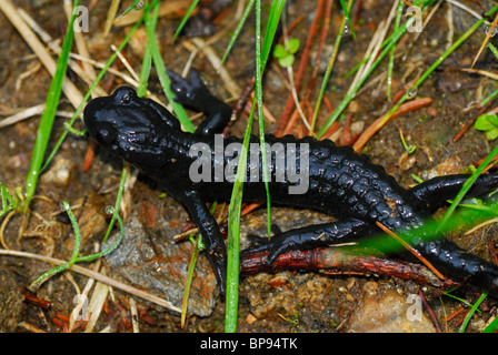 Alpensalamander (Salamandra Atra), Stubai, Stubaier Alpen, Tirol, Österreich Stockfoto