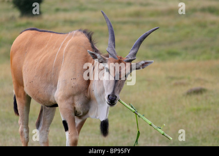 Eland Tauro Oryx-Antilope Stockfoto