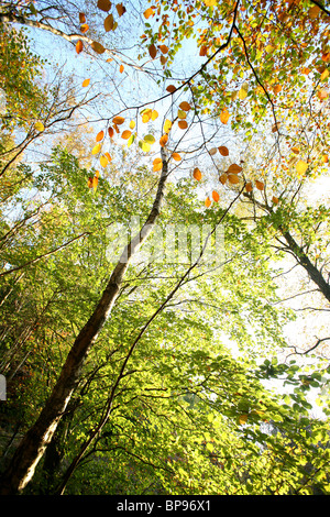 Bäume in einem Wald Stockfoto
