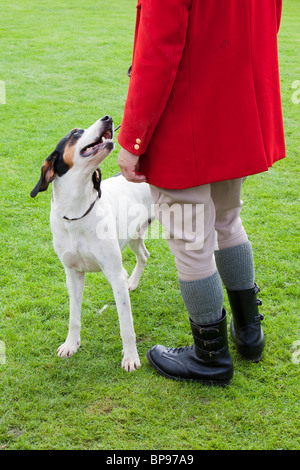 Ein Jagd-Meister und seine Fox Hound im Vale of Rydal Sheepdog Trials, Ambleside, Lake District, Großbritannien. Stockfoto