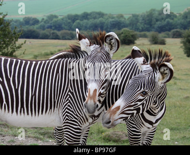 Zebra Equus Burchelli Boehmi Quagga Ebenen gemeinsame Burchells gewährt Stockfoto