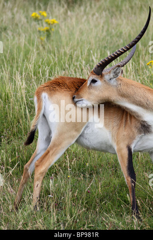 roten Letschwe Antilopen Kobus leche Stockfoto