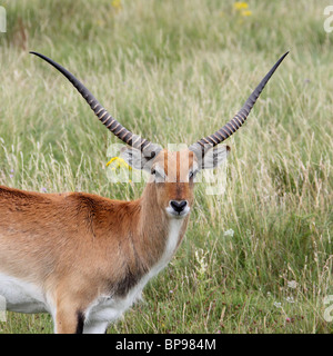 roten Letschwe Antilopen Kobus leche Stockfoto