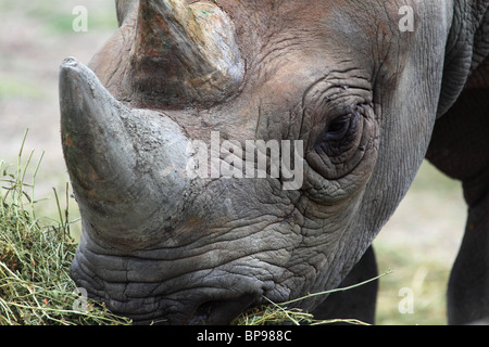 Spitzmaulnashorn Diceros Bicornis Michaeli ostafrikanischen Nashorn Stockfoto