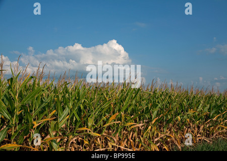 Gereifte Mais Michigan USA Mitte August Stockfoto