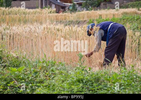 Frau Reeping Weizen in einem Feld in der südlichen Provinz Yunnan, China Stockfoto