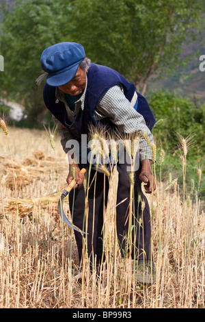 Frau Reeping Weizen in einem Feld in der südlichen Provinz Yunnan, China Stockfoto