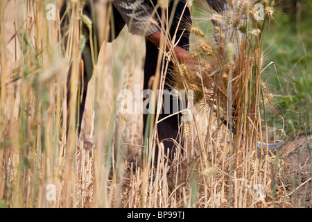 Frau Reeping Weizen in einem Feld in der südlichen Provinz Yunnan, China Stockfoto