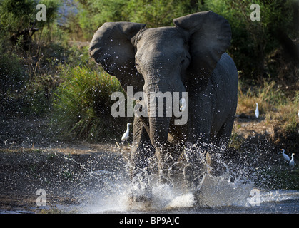 Haben verärgert.  Das verärgert Elefant läuft auf Wasser in Spritzer. Der Fluss Zambezi. Sambia. Afrika Stockfoto