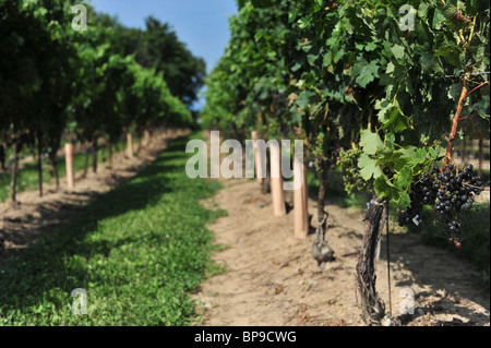 Rote Trauben reifen auf Reben auf dem dreißig Bench-Weingut in der Niagara-Region von Ontario. Stockfoto