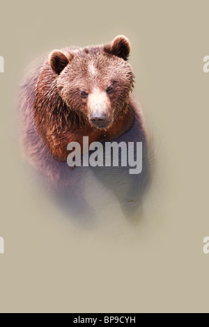 Großer Braunbär schwimmen an einem heißen Sommertag Stockfoto