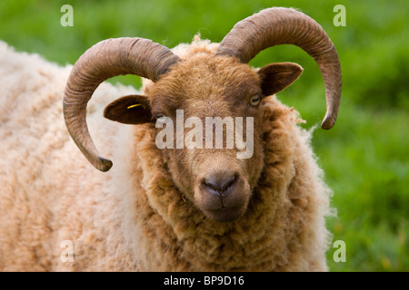 Manx Loghtan Loaghtan Schaf Ovis aries Stockfoto