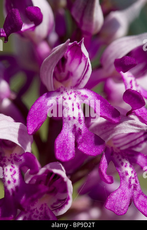 Militärische Orchidee Orchis Militaris Buckinghamshire Chilterns Stockfoto