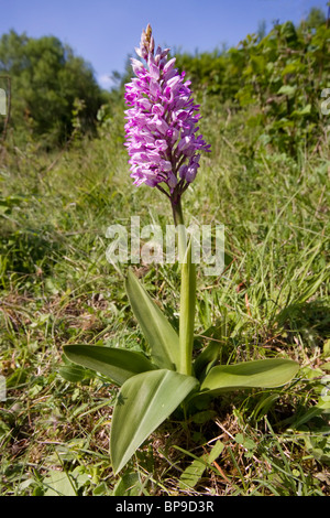 Militärische Orchidee Orchis Militaris Buckinghamshire Chilterns Stockfoto