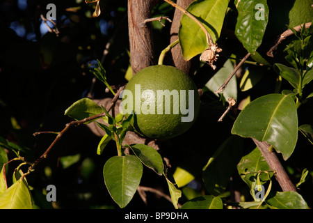 Unreifen Grapefruit, noch grün, wächst an Baum früh in der Saison Stockfoto