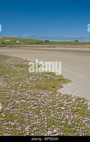 Machair im Sommer, North Uist, äußeren Hebriden, Western Isles, Schottland.  SCO 6361 Stockfoto