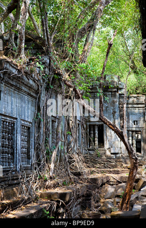 Die überwucherten Tempelruinen von Beng Mealea - Provinz Siem Reap, Kambodscha Stockfoto