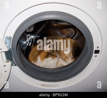 Hauskatze, eine Rast in der Waschmaschine. Stockfoto
