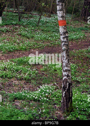 Ein Wanderweg, markiert mit orange Farbe auf eine Birke, umgeben von wilden Windflowers oder Holz-Anemonen (Anemone Nemorosa). Stockfoto